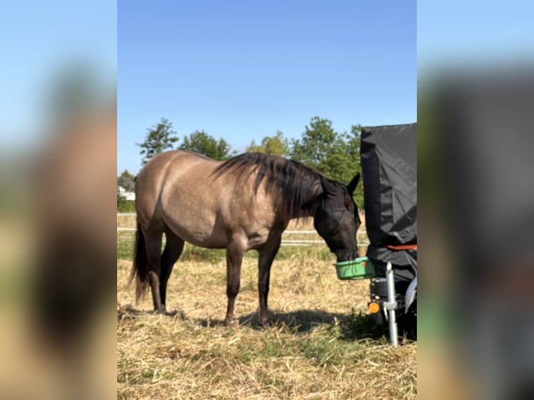 American Quarter Horse Klacz 2 lat 150 cm Grullo in Meckenheim