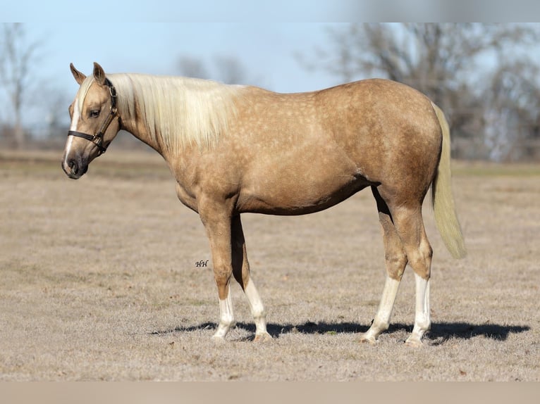 American Quarter Horse Klacz 2 lat 150 cm Izabelowata in Whitesboro