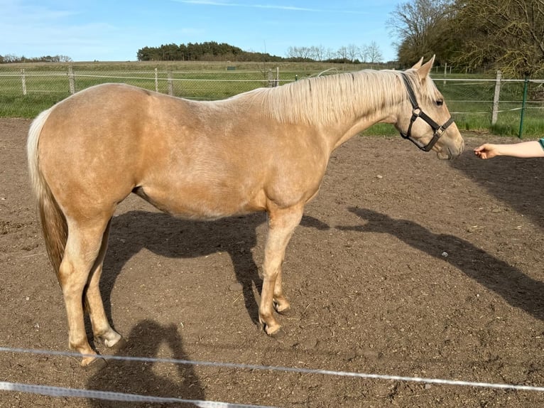 American Quarter Horse Klacz 2 lat 150 cm Izabelowata in Ludwigslust