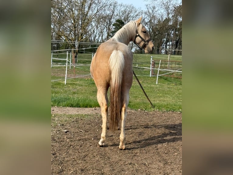 American Quarter Horse Klacz 2 lat 150 cm Izabelowata in Ludwigslust