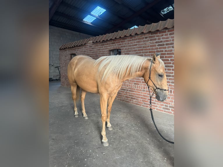American Quarter Horse Klacz 2 lat 150 cm Izabelowata in Haren