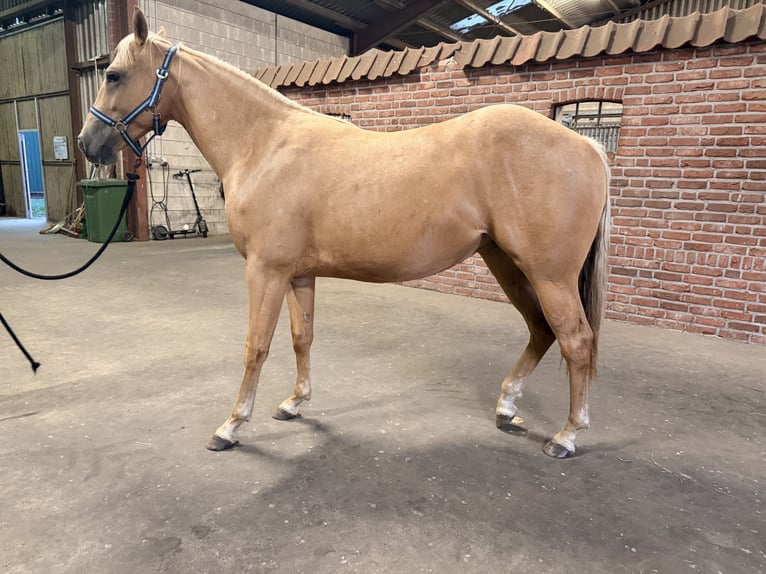 American Quarter Horse Klacz 2 lat 150 cm Izabelowata in Haren