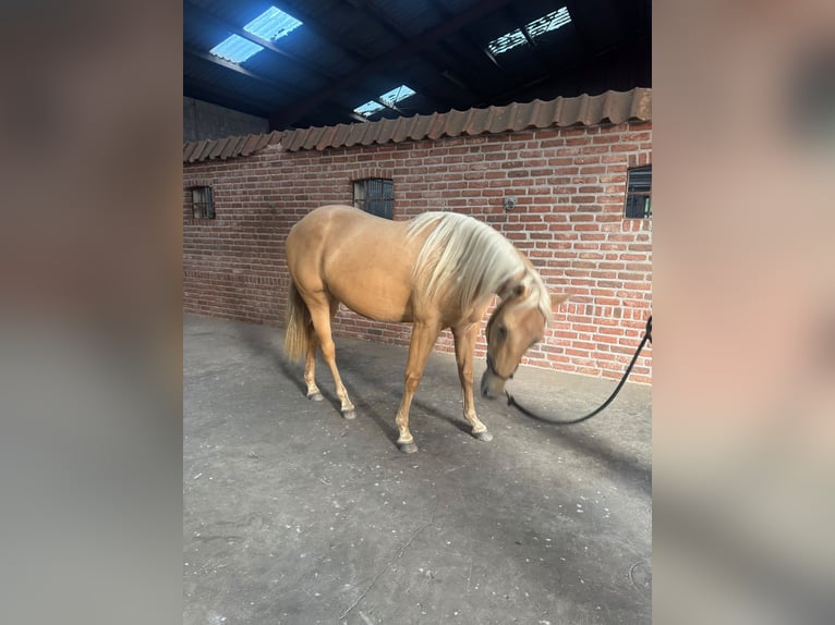 American Quarter Horse Klacz 2 lat 150 cm Izabelowata in Haren