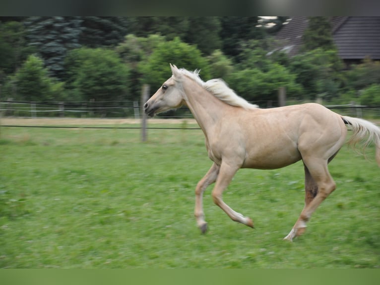 American Quarter Horse Klacz 2 lat 150 cm Izabelowata in Bückeburg Evesen