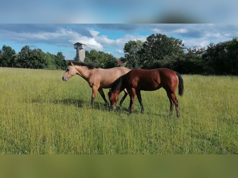 American Quarter Horse Klacz 2 lat 150 cm Jelenia in Dietenheim