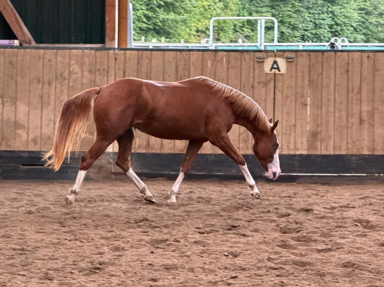 American Quarter Horse Klacz 2 lat 150 cm Kasztanowata in Liebenau