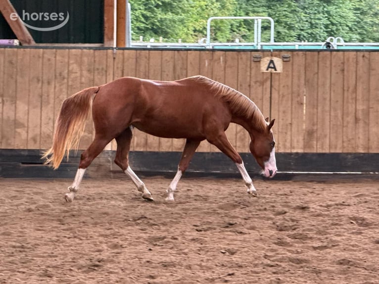 American Quarter Horse Klacz 2 lat 150 cm Kasztanowata in Liebenau