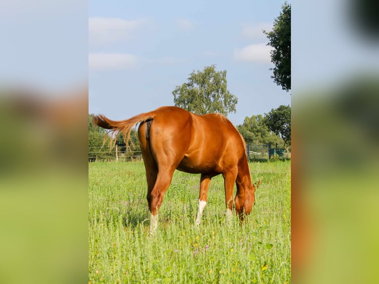 American Quarter Horse Klacz 2 lat 150 cm Kasztanowata in Celle