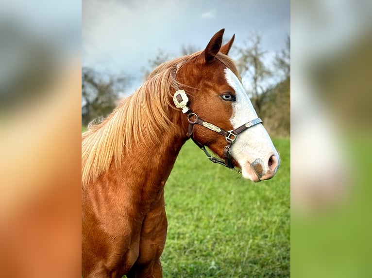American Quarter Horse Klacz 2 lat 150 cm Kasztanowata in Liebenau