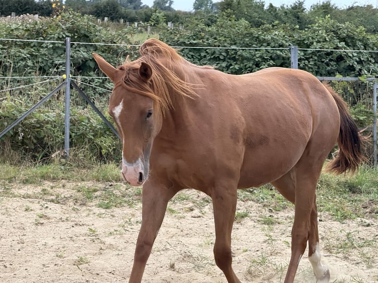 American Quarter Horse Klacz 2 lat 150 cm Kasztanowata in Neustadt am Rübenberge