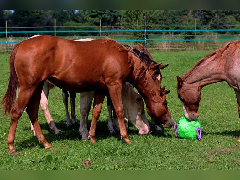 American Quarter Horse Klacz 2 lat 150 cm Kasztanowata in Hellenthal