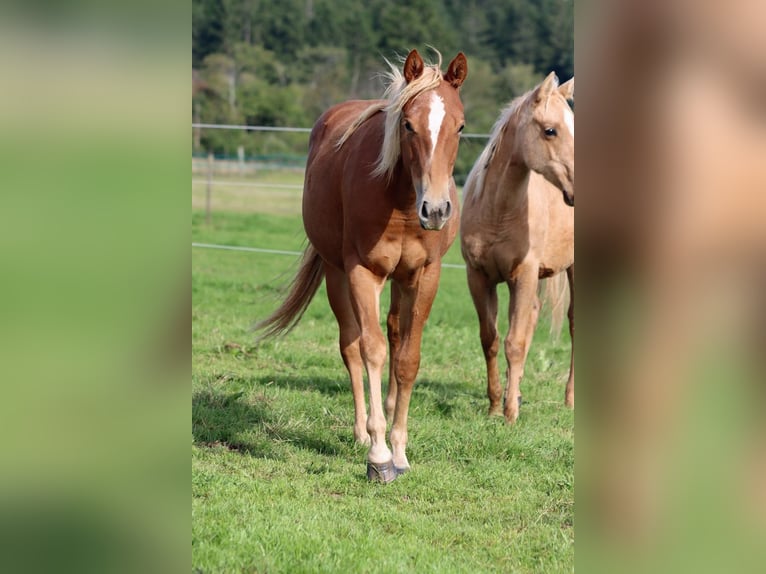 American Quarter Horse Klacz 2 lat 150 cm Kasztanowata in Hellenthal