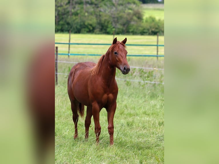 American Quarter Horse Klacz 2 lat 150 cm Kasztanowata in Hellenthal