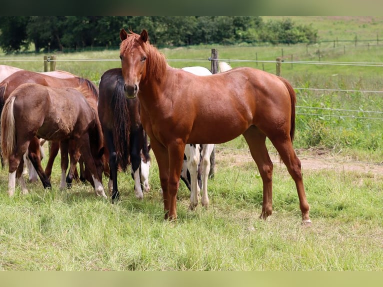 American Quarter Horse Klacz 2 lat 150 cm Kasztanowata in Hellenthal