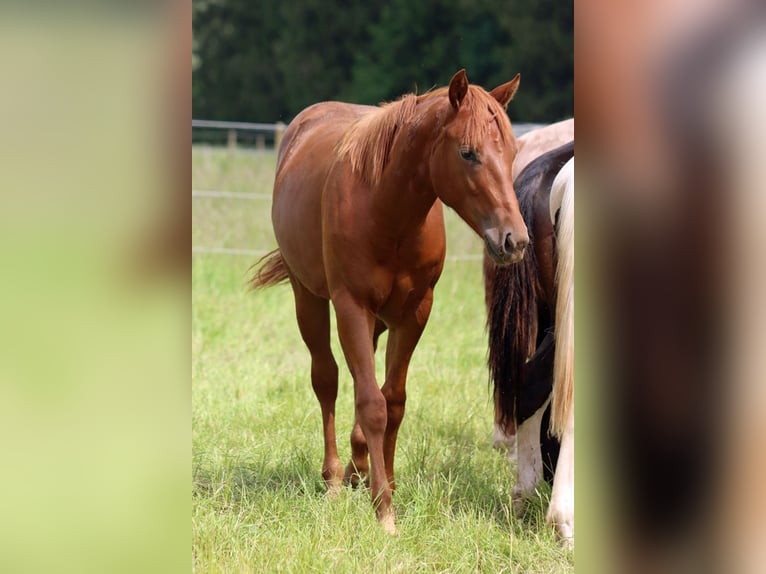 American Quarter Horse Klacz 2 lat 150 cm Kasztanowata in Hellenthal