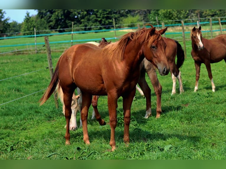 American Quarter Horse Klacz 2 lat 150 cm Kasztanowata in Hellenthal