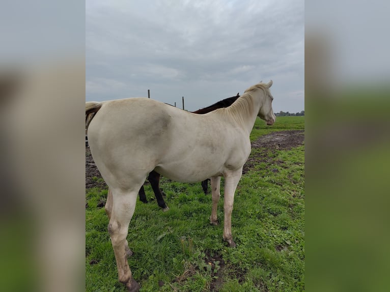 American Quarter Horse Klacz 2 lat 150 cm Perlino in Vreeland