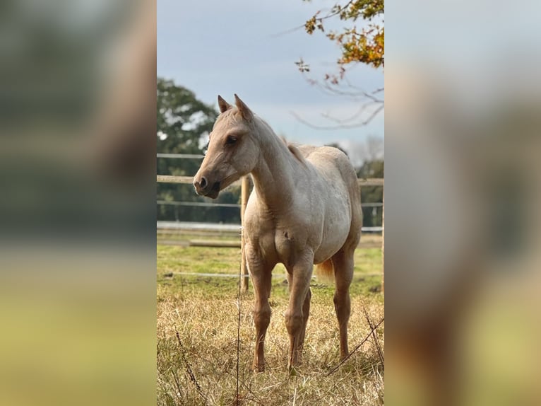 American Quarter Horse Klacz 2 lat 150 cm  in Ludwigslust