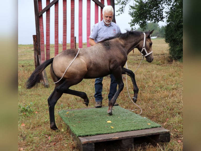 American Quarter Horse Klacz 2 lat 150 cm Siwa in Müglitztal