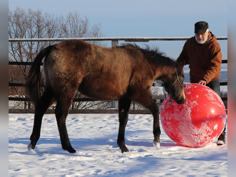 American Quarter Horse Klacz 2 lat 150 cm Siwa in Müglitztal