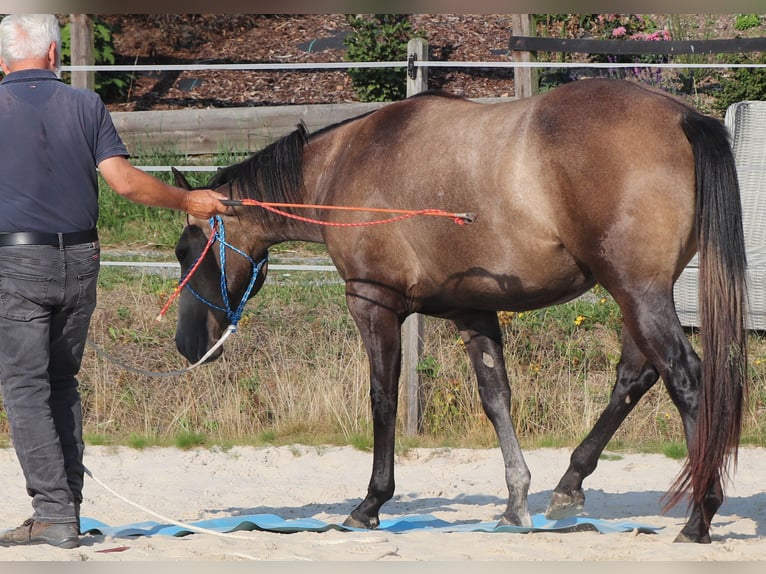 American Quarter Horse Klacz 2 lat 150 cm Siwa in Müglitztal