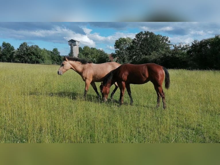 American Quarter Horse Klacz 2 lat 150 cm in Dietenheim