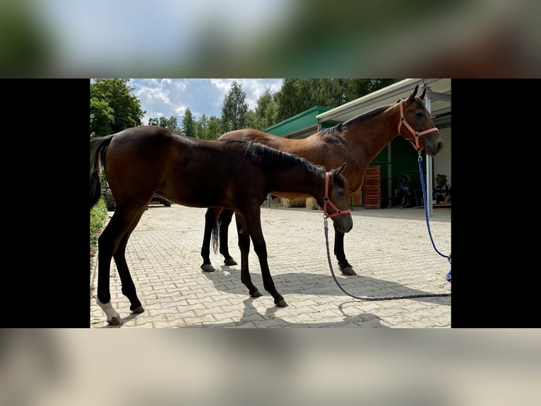 American Quarter Horse Mix Klacz 2 lat 152 cm Ciemnogniada in Skrzyszów