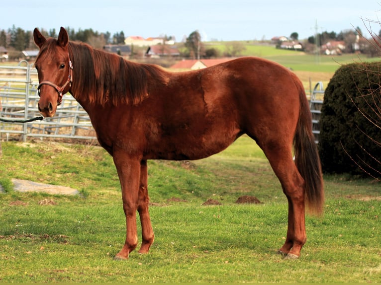 American Quarter Horse Klacz 2 lat 152 cm Ciemnokasztanowata in Vilsheim