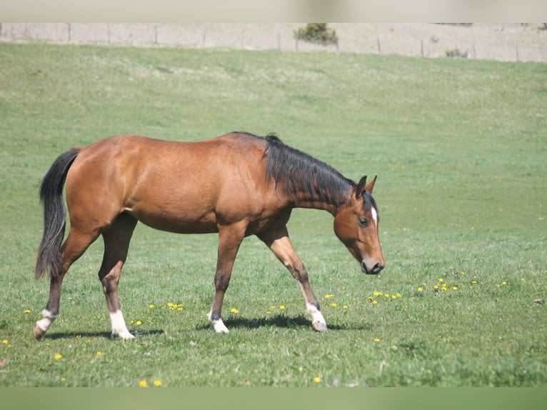 American Quarter Horse Klacz 2 lat 152 cm Gniada in Haigerloch