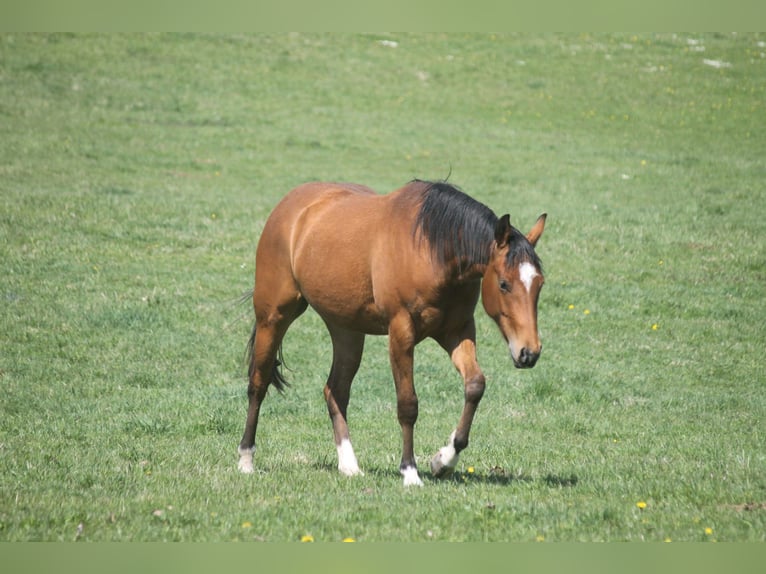American Quarter Horse Klacz 2 lat 152 cm Gniada in Haigerloch