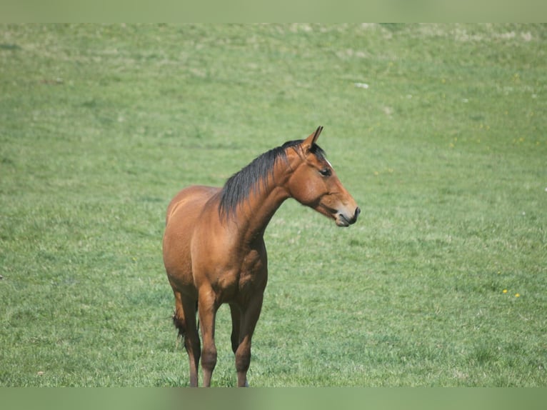 American Quarter Horse Klacz 2 lat 152 cm Gniada in Haigerloch