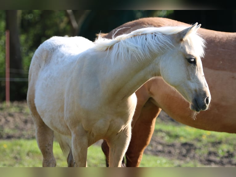 American Quarter Horse Klacz 2 lat 152 cm Izabelowata in Börgerende-Rethwisch