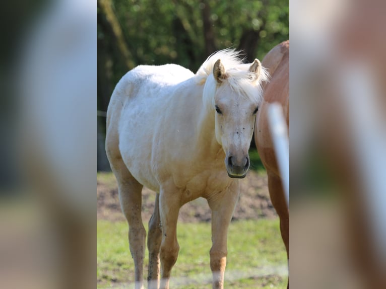 American Quarter Horse Klacz 2 lat 152 cm Izabelowata in Börgerende-Rethwisch