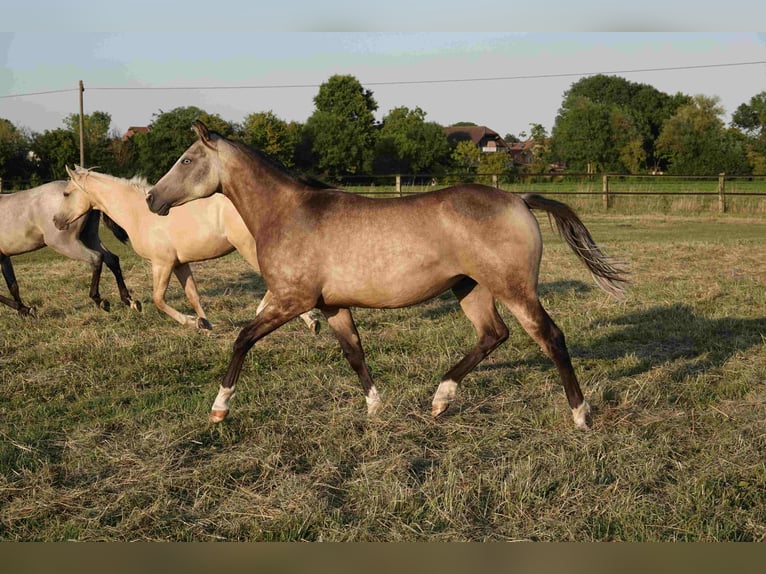 American Quarter Horse Klacz 2 lat 152 cm Jelenia in Erkelenz