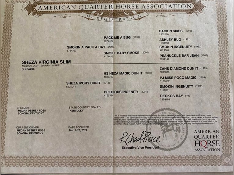 American Quarter Horse Klacz 2 lat 152 cm Jelenia in GLENDALE, KY