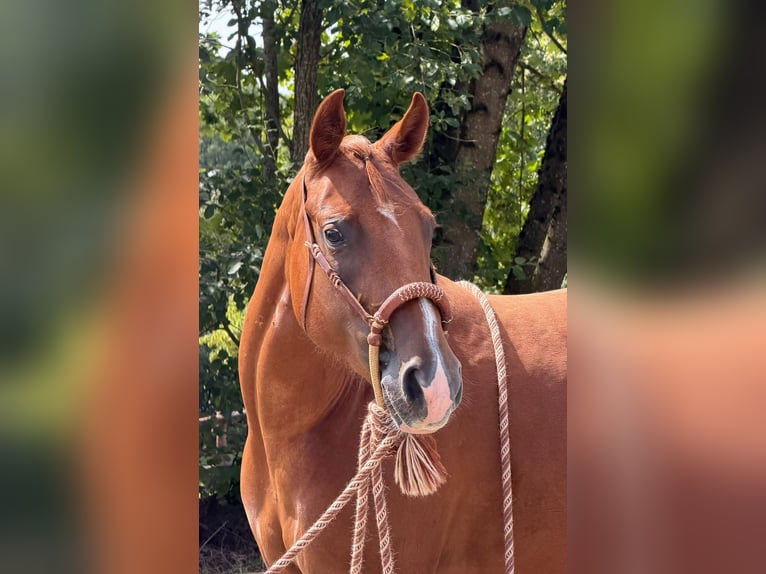 American Quarter Horse Klacz 2 lat 152 cm Kasztanowata in Greifenstein