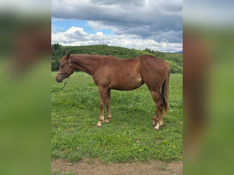 American Quarter Horse Klacz 2 lat 152 cm Kasztanowata in Rheinfelden