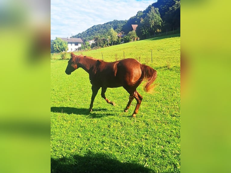 American Quarter Horse Klacz 2 lat 152 cm Kasztanowata in Ostermiething