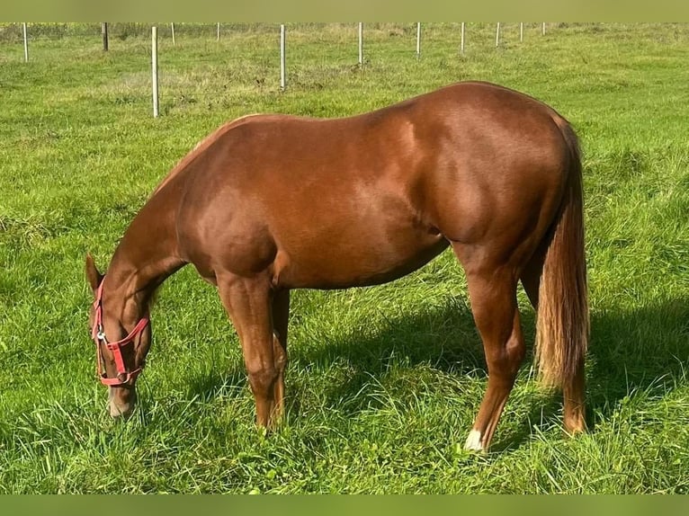 American Quarter Horse Klacz 2 lat 153 cm Ciemnokasztanowata in Wasserburg am Inn