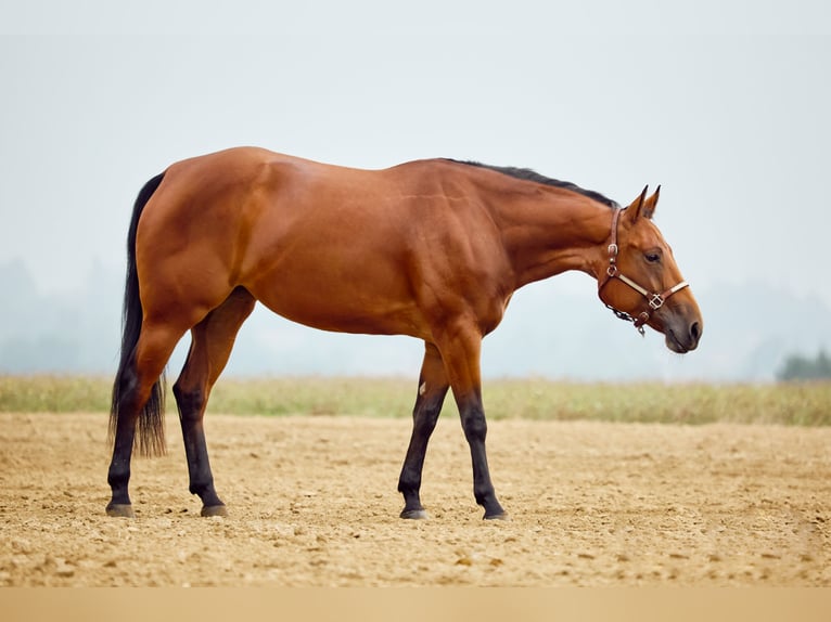 American Quarter Horse Klacz 2 lat 153 cm Gniada in München