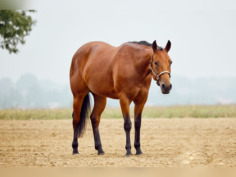 American Quarter Horse Klacz 2 lat 153 cm Gniada in München