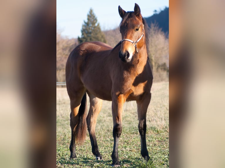 American Quarter Horse Klacz 2 lat 153 cm Gniada in Rudolstadt