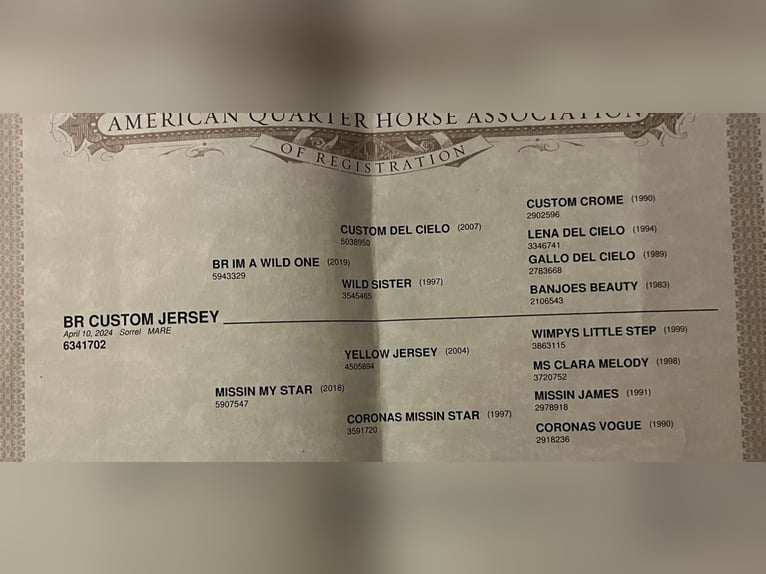 American Quarter Horse Klacz 2 lat 154 cm Ciemnokasztanowata in Villach