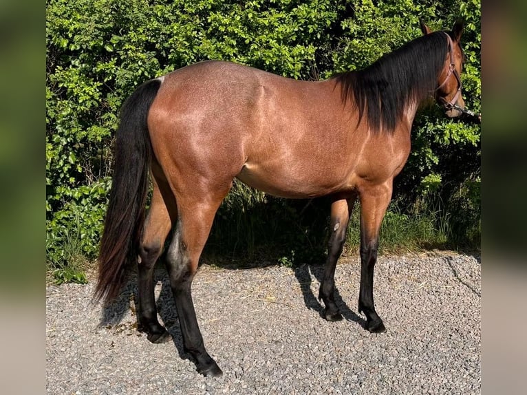 American Quarter Horse Klacz 2 lat 154 cm Gniadodereszowata in Ensdorf