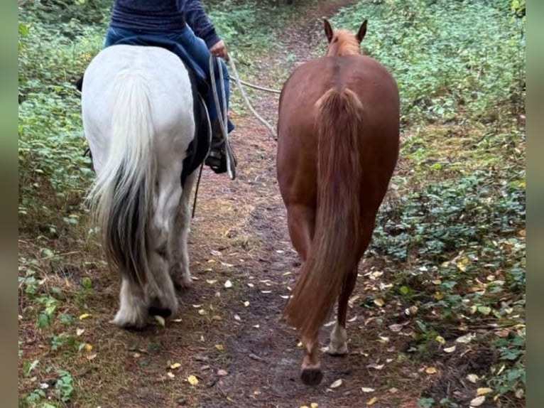 American Quarter Horse Klacz 2 lat 155 cm Ciemnokasztanowata in Gro&#xDF; Ippener