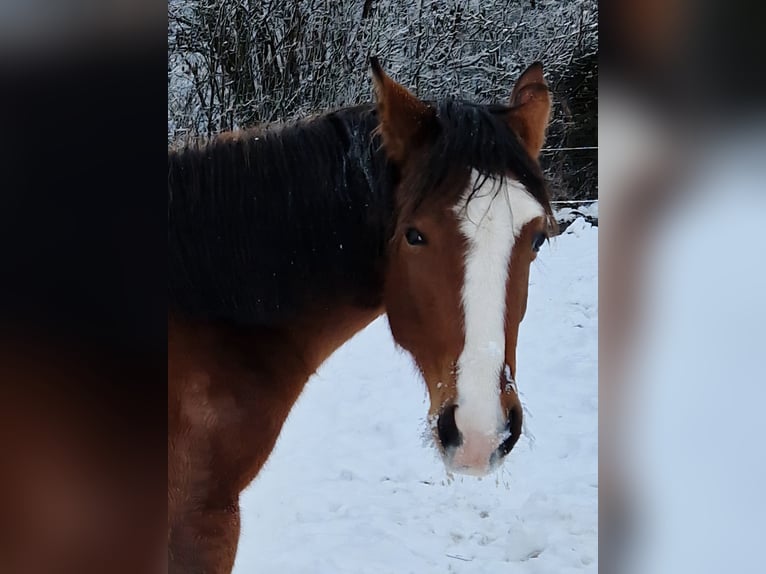 American Quarter Horse Klacz 2 lat 155 cm Gniada in Eberbach