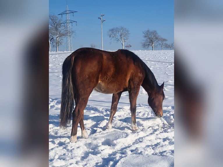American Quarter Horse Klacz 2 lat 155 cm Gniada in Eberbach