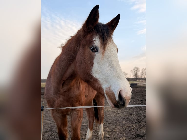 American Quarter Horse Klacz 2 lat 155 cm Gniadodereszowata in Rostock