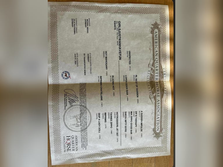 American Quarter Horse Klacz 2 lat 160 cm Ciemnokasztanowata in Bad Soden-Salm&#xFC;nster