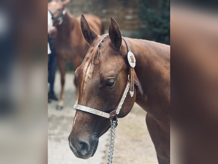 American Quarter Horse Klacz 2 lat 160 cm Ciemnokasztanowata in Bad Soden-Salm&#xFC;nster